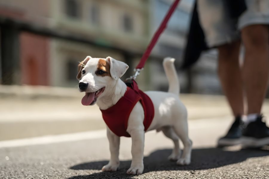 Solace Apartments Small dog in a red harness on a leash, standing on a sidewalk next to a person wearing shorts.