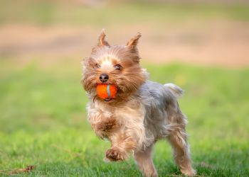 Solace Apartments Small dog running on grass with an orange ball in its mouth.